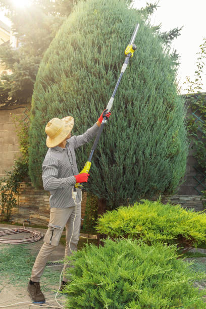 Best Tree Pruning Services  in Bay Hill, FL